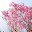 @ぺけ_R-Azalea