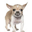 author photo