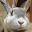 @rabbit3360