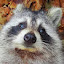 author photo