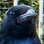 author photo