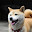 @mido_shiba