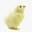 @Rop-18782da