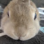 author photo