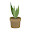 @fav_euphorbia