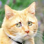 author photo