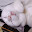 @べっこう-ほ魔友