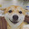@チャッピー-ちゃP