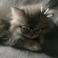 author photo