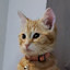 author photo
