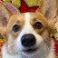author photo