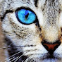 THE CAT