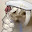 @Korgi_Borgi