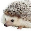 author photo