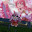 @夜桜りん-l3p