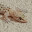 @LizardLover27
