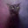 @Gatto_Veleno