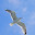 @自由な鳥-o8y