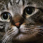 author photo