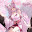 @sakuracofene