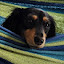author photo