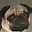 @pugfun-e1h