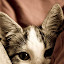 author photo
