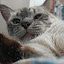 author photo