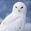 author photo