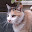 @猫猫亭ミケ