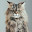 @ねこ-k8o