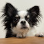 author photo