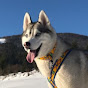 Husky and tourism