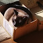 author photo