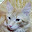 @赤猫-3