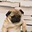 author photo
