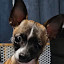 author photo