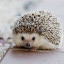 author photo