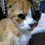 author photo