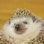 author photo