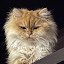author photo