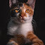 author photo