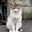 @猫剣士ねこけんし-c3n