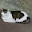 @ねこ-1