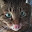@狼猫オス