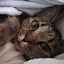 author photo