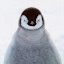 author photo
