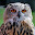 @Qualab_owl