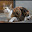 @三毛猫-w4k