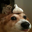 author photo